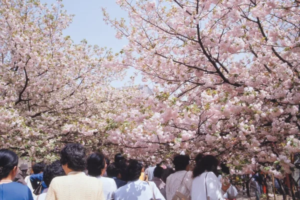 Top 19 địa điểm ngắm hoa anh đào ở Osaka vào mùa xuân