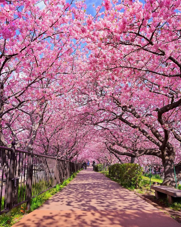 Địa điểm ngắm hoa anh đào Kawazu Nhật Bản