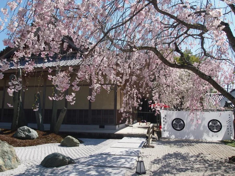 Chùa Enko-ji | Hoa anh đào ở Kyoto
