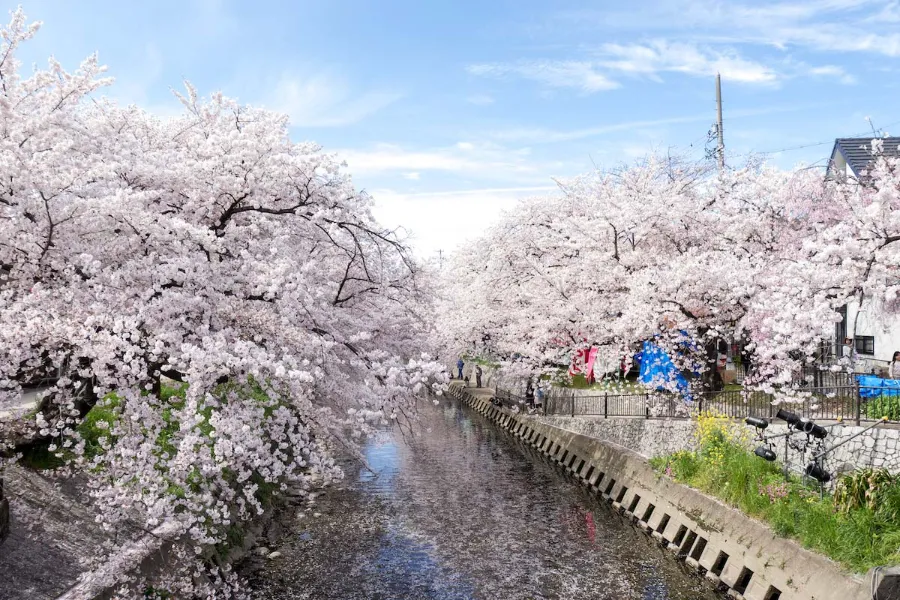 Sông Gojo | Địa điểm ngắm hoa anh đào ở Okazaki