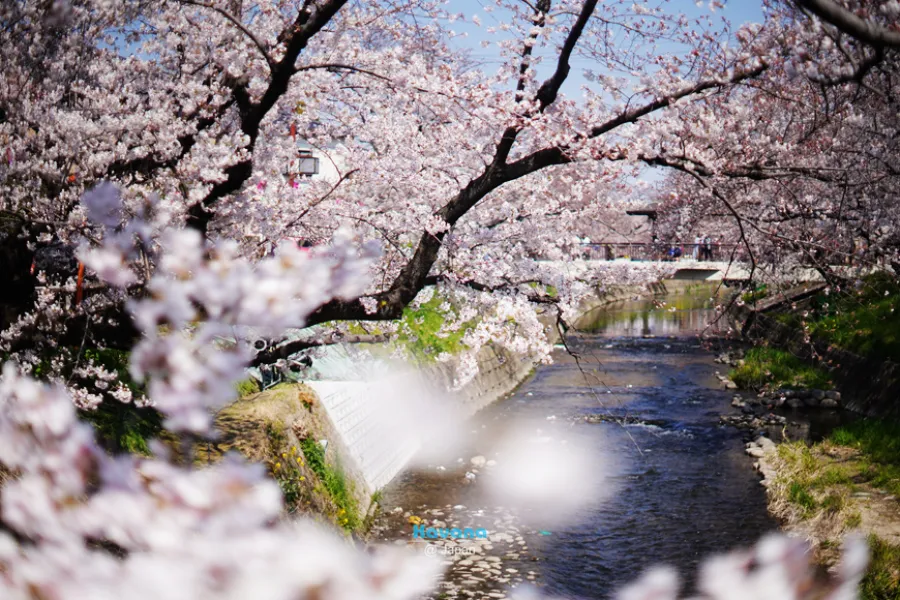 Sông Gojo | Địa điểm ngắm hoa anh đào ở Okazaki