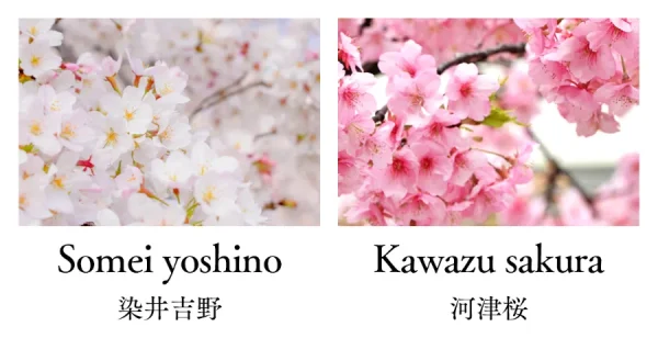 Top 9 loại hoa đẹp nhất nở vào mùa xuân ở Nhật Bản Địa điểm ngắm hoa anh đào Kawazu Nhật Bản