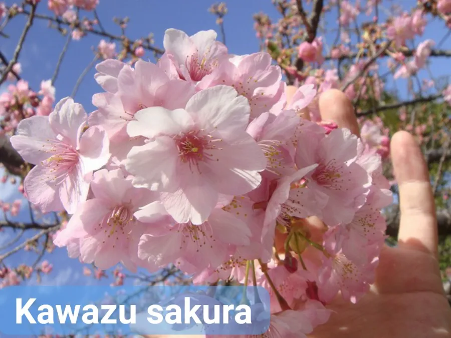 Địa điểm ngắm hoa anh đào Kawazu Nhật Bản