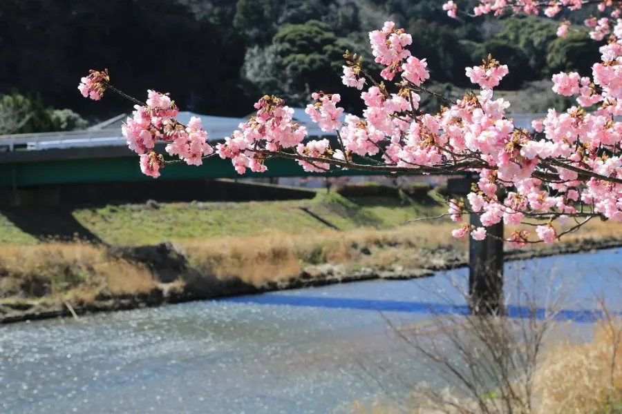 Địa điểm ngắm hoa anh đào Kawazu Nhật Bản