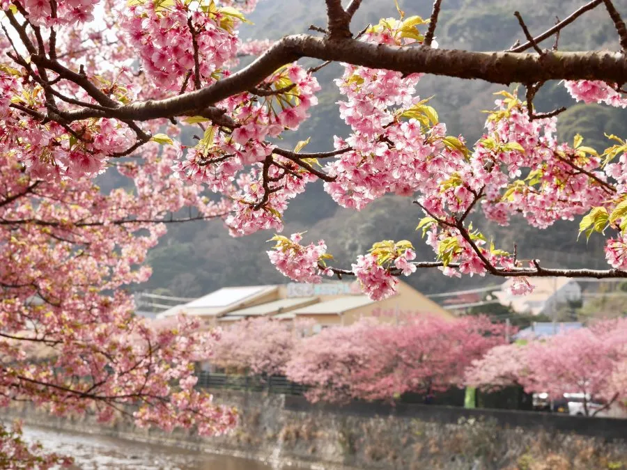 Địa điểm ngắm hoa anh đào Kawazu Nhật Bản