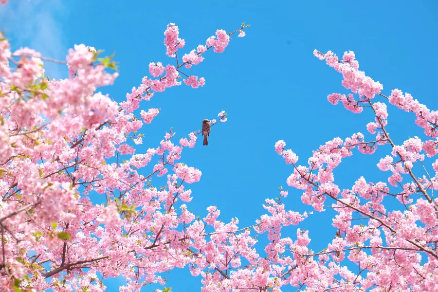 Hoa Anh Đào Nhật Bản - Biểu tượng Văn hóa và Vẻ Đẹp Tinh Khôi