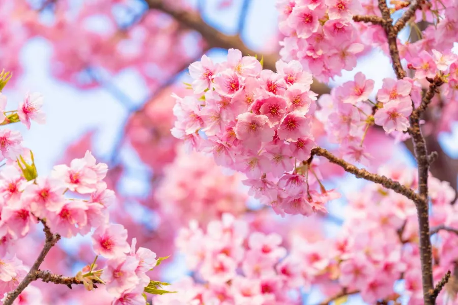 Hoa Anh Đào Nhật Bản - Biểu tượng Văn hóa và Vẻ Đẹp Tinh Khôi