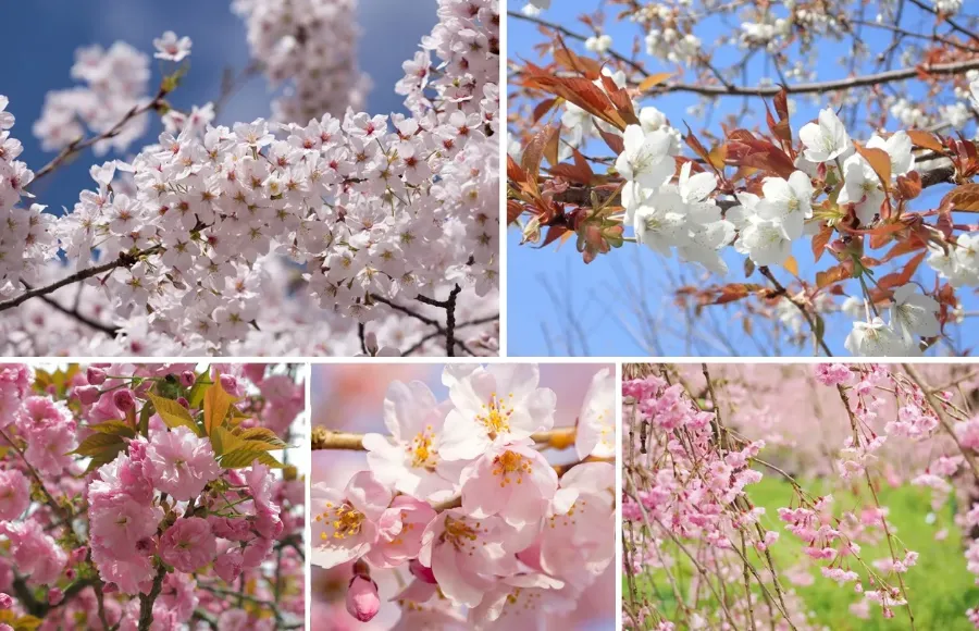 Hoa Anh Đào Nhật Bản - Biểu tượng Văn hóa và Vẻ Đẹp Tinh Khôi
