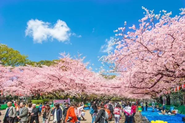 Top 15 địa điểm ngắm hoa anh đào ở Hokkaido