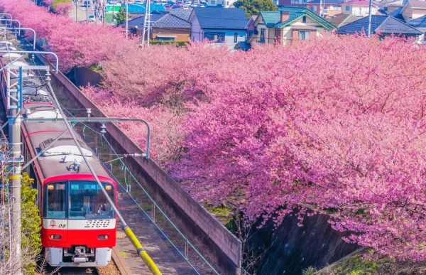 Top 15 địa điểm ngắm hoa anh đào ở Kanagawa