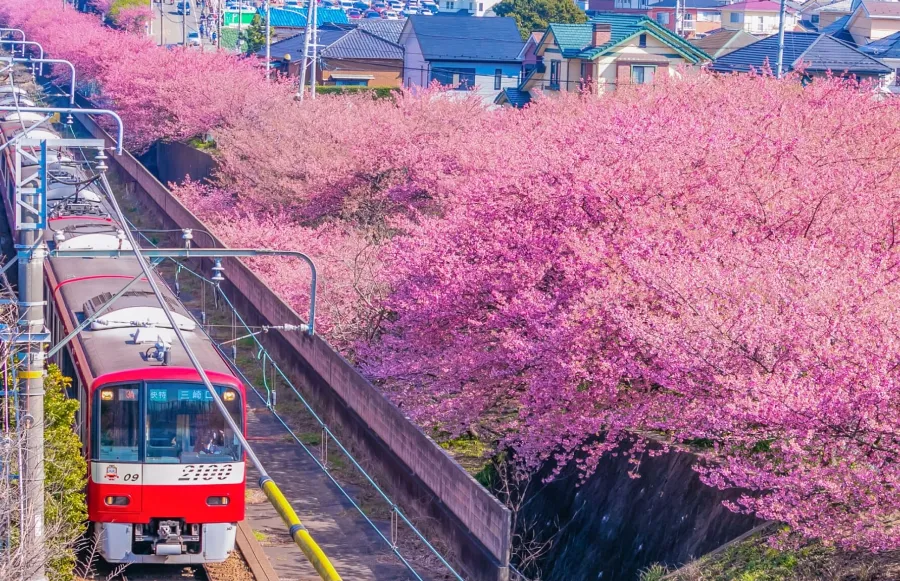 Top 15 địa điểm ngắm hoa anh đào ở Kanagawa Top 15 địa điểm ngắm hoa anh đào ở Kanagawa