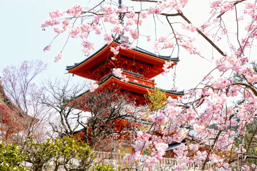 15 địa điểm ngắm hoa anh đào ở Kyoto