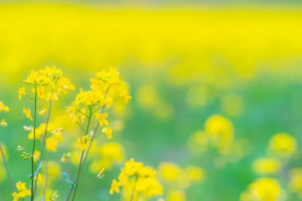 Top 9 loại hoa đẹp nhất nở vào mùa xuân ở Nhật Bản Hoa cải dầu Nhật Bản | Các loài hoa Nhật Bản nổi tiếng nhất