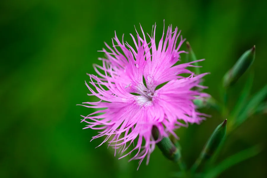 Hoa cẩm chướng Nhật Bản | Các loài hoa Nhật Bản nổi tiếng nhất