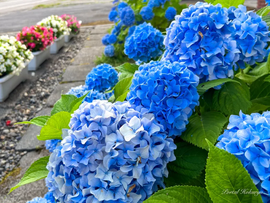 Hoa cẩm tú cầu (Ajisai) | Các loài hoa Nhật Bản nổi tiếng nhất