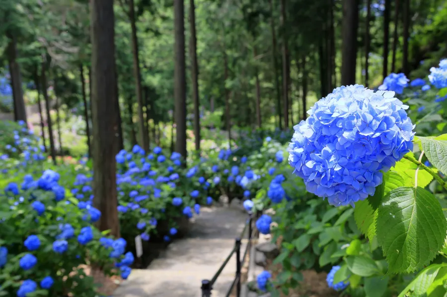 Hoa cẩm tú cầu (Ajisai) | Các loài hoa Nhật Bản nổi tiếng nhất