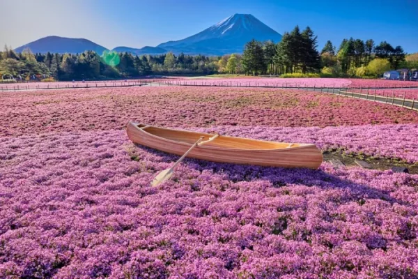 Hoa chi anh Nhật Bản | Các loài hoa Nhật Bản nổi tiếng nhất