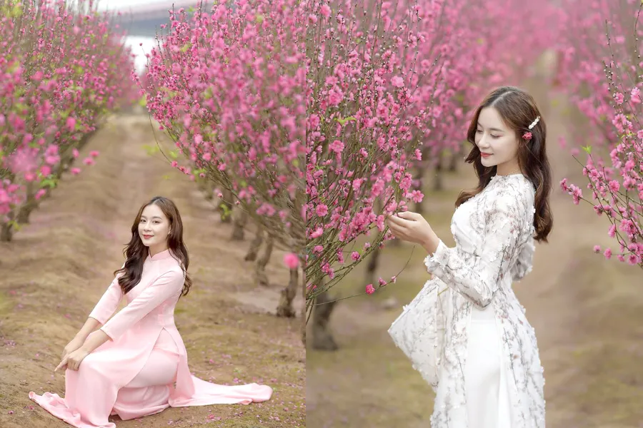 So Sánh Hoa Đào Việt Nam và Hoa Anh Đào Nhật Bản