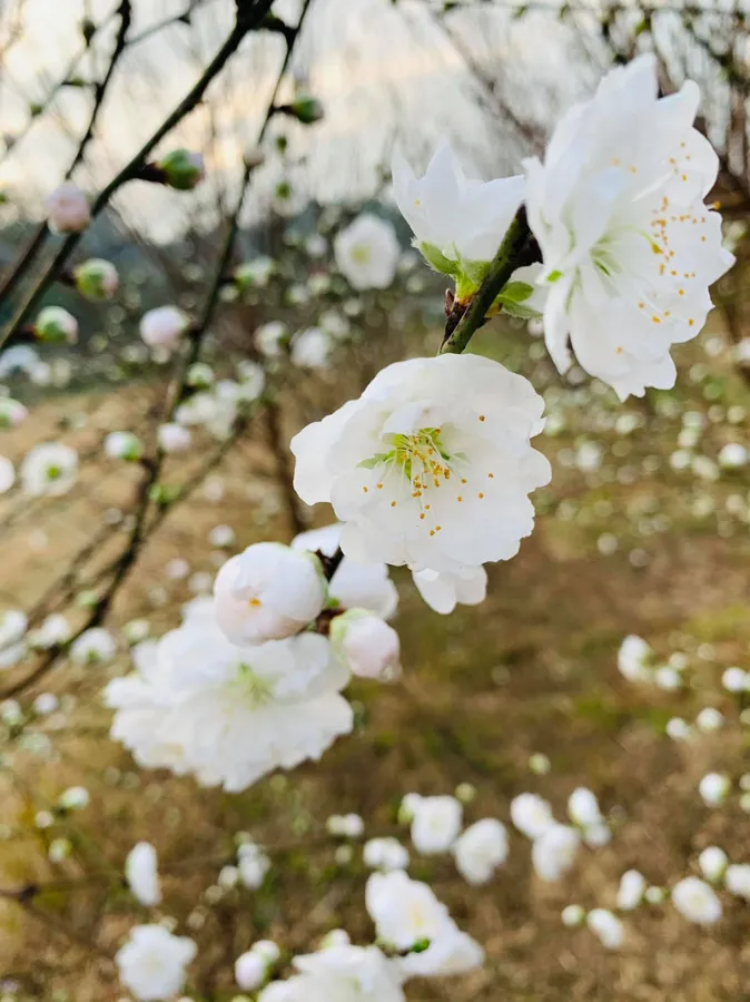 So Sánh Hoa Đào Việt Nam và Hoa Anh Đào Nhật Bản