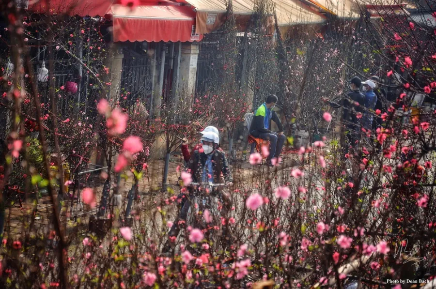 So Sánh Hoa Đào Việt Nam và Hoa Anh Đào Nhật Bản