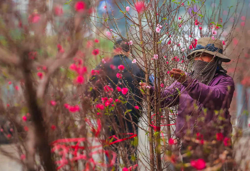 So Sánh Hoa Đào Việt Nam và Hoa Anh Đào Nhật Bản