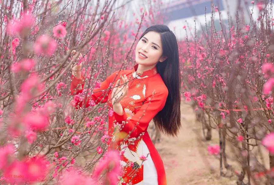 So Sánh Hoa Đào Việt Nam và Hoa Anh Đào Nhật Bản