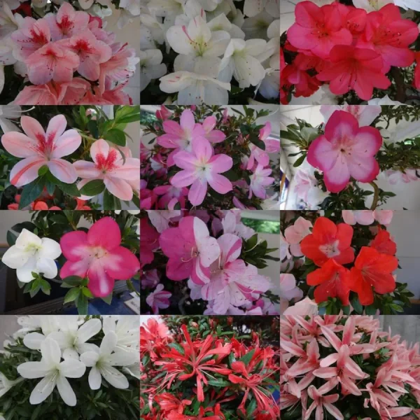 Top 9 loại hoa đẹp nhất nở vào mùa xuân ở Nhật Bản Hoa đỗ quyên Nhật Bản | Các loài hoa Nhật Bản nổi tiếng nhất