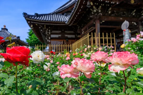 Top 9 Địa Điểm Ngắm Hoa Hồng Nhật Bản Tuyệt đẹp