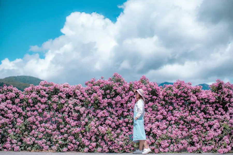 Hoa hồng Nhật Bản | Các loài hoa Nhật Bản nổi tiếng nhất