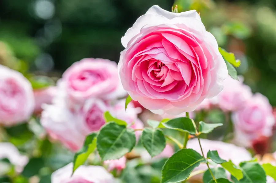 Top 9 Địa Điểm Ngắm Hoa Hồng Nhật Bản Tuyệt đẹp