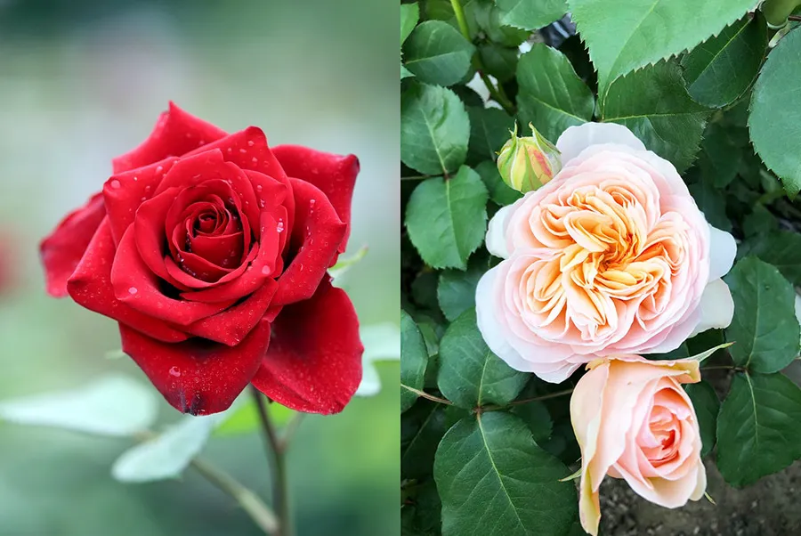 Top 9 Địa Điểm Ngắm Hoa Hồng Nhật Bản Tuyệt đẹp