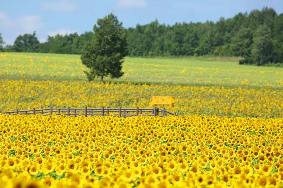 Hoa hướng dương Nhật Bản | Các loài hoa Nhật Bản nổi tiếng nhất