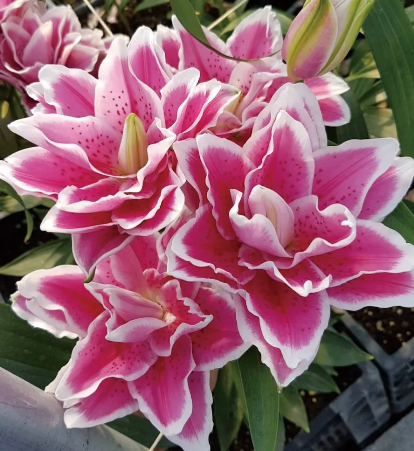 Hoa loa kèn Nhật Bản | Các loài hoa Nhật Bản nổi tiếng nhất