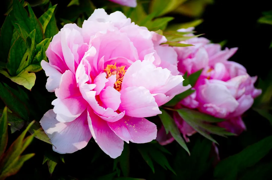 Hoa mẫu đơn Nhật Bản | Các loài hoa Nhật Bản nổi tiếng nhất