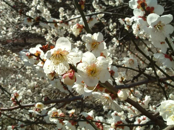 Top 9 loại hoa đẹp nhất nở vào mùa xuân ở Nhật Bản Hoa mơ Nhật Bản | Các loài hoa Nhật Bản nổi tiếng nhất