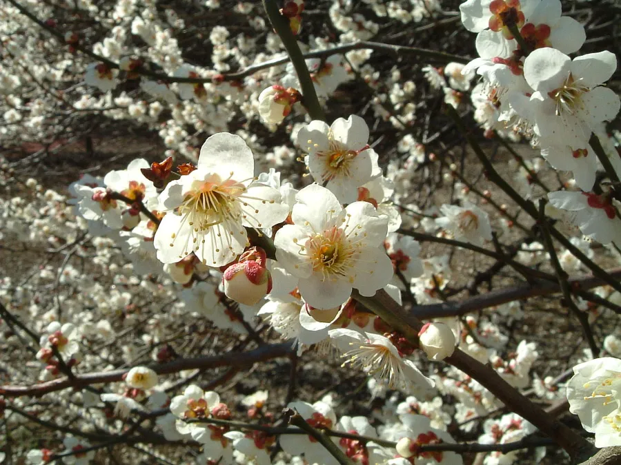 Hoa mơ Nhật Bản | Các loài hoa Nhật Bản nổi tiếng nhất