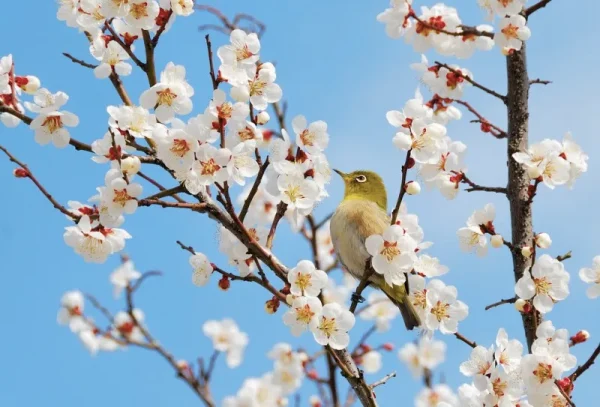 Top 9 loại hoa đẹp nhất nở vào mùa xuân ở Nhật Bản Hoa mơ Nhật Bản | Các loài hoa Nhật Bản nổi tiếng nhất