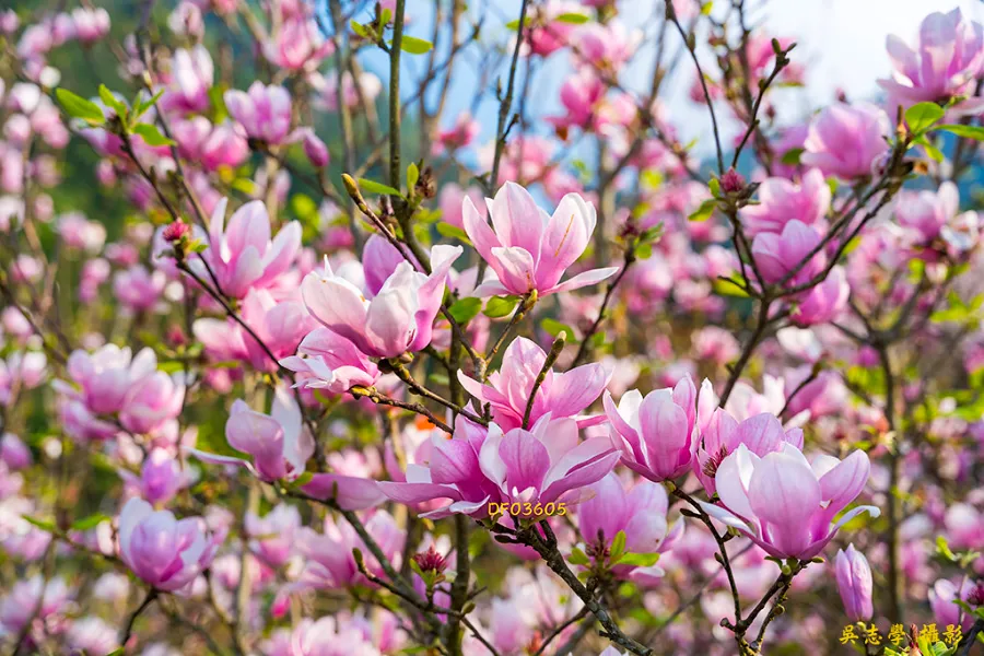 Hoa mộc lan Nhật Bản | Các loài hoa Nhật Bản nổi tiếng nhất