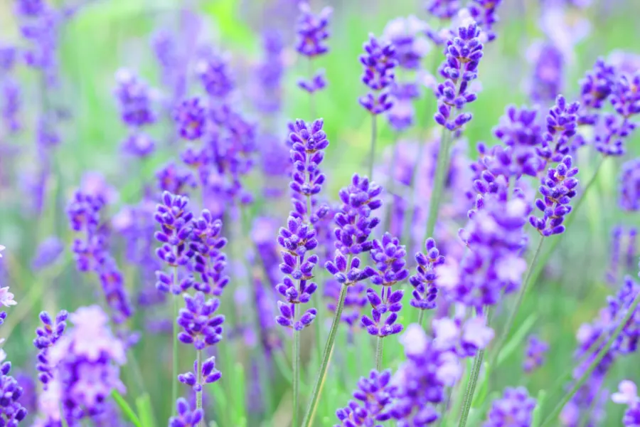 Hoa oải hương Nhật Bản | Các loài hoa Nhật Bản nổi tiếng nhất