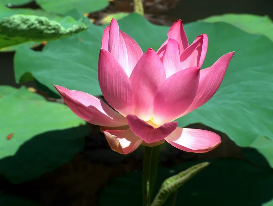 Hoa sen Nhật Bản | Các loài hoa Nhật Bản nổi tiếng nhất