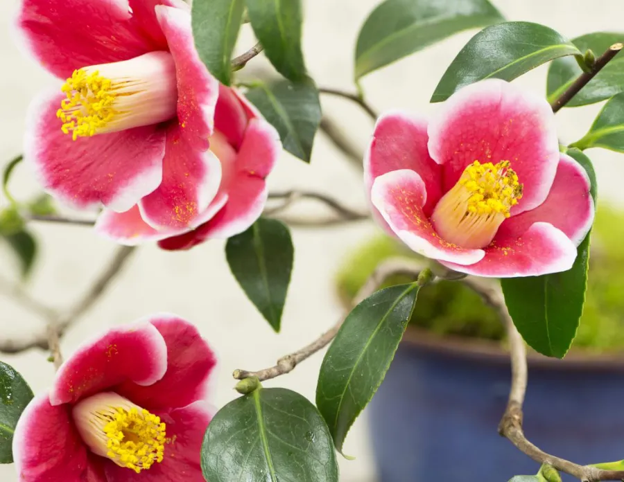 Hoa sơn trà Nhật Bản | Các loài hoa Nhật Bản nổi tiếng nhất