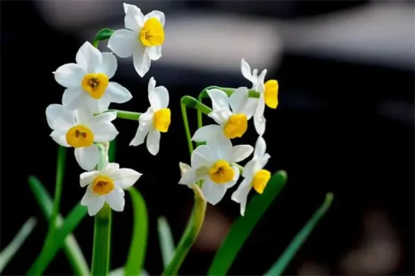 Hoa Thủy Tiên Nhật Bản (Suisen): Sứ Giả Tinh Khôi Của Mùa Xuân Sớm Hoa thủy tiên Nhật Bản | Các loài hoa Nhật Bản nổi tiếng nhất