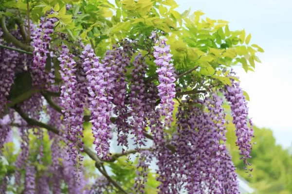 Hoa tử đằng Nhật Bản | Các loài hoa Nhật Bản nổi tiếng nhất