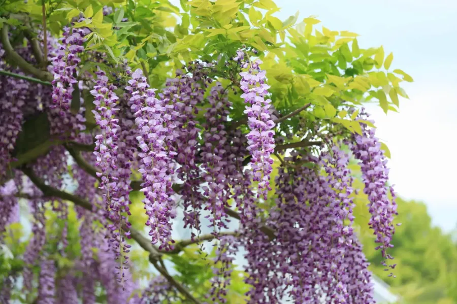 Hoa tử đằng Nhật Bản | Các loài hoa Nhật Bản nổi tiếng nhất