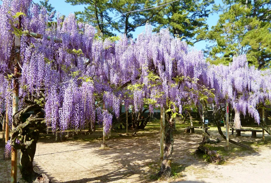 Hoa tử đằng Nhật Bản | Các loài hoa Nhật Bản nổi tiếng nhất