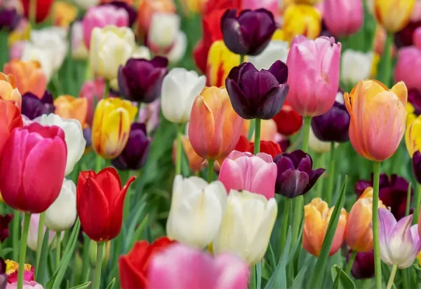 Top 9 loại hoa đẹp nhất nở vào mùa xuân ở Nhật Bản Hoa tulip Nhật Bản | Các loài hoa Nhật Bản nổi tiếng nhất