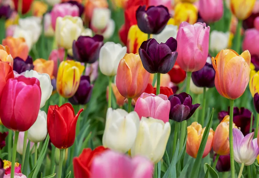 Hoa tulip Nhật Bản | Các loài hoa Nhật Bản nổi tiếng nhất