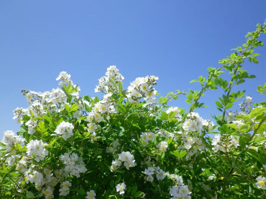 Hoa tường vi Nhật Bản | Các loài hoa Nhật Bản nổi tiếng nhất