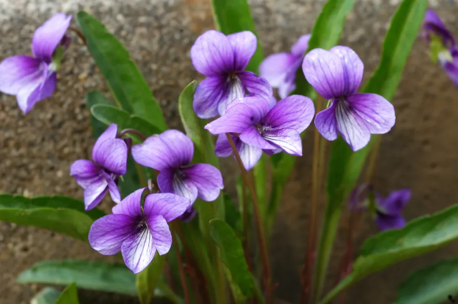 Hoa violet Nhật Bản | Các loài hoa Nhật Bản nổi tiếng nhất