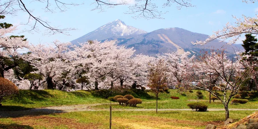 Công viên Jogo | Địa điểm ngắm hoa anh đào ở Okazaki